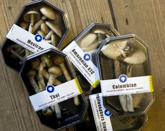Magic Mushrooms. Magic Mushroom
