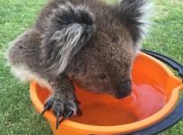 Watch adorable koala slurping down bucket full of water