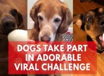 Adorable dogs taking part in #EggChallenge has gone viral for the cutest reasons
