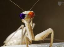3D vision praying mantises