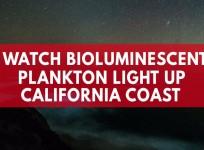 Watch bioluminescent plankton light up California coast