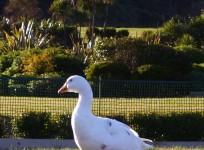 Homesexual goose Thomas