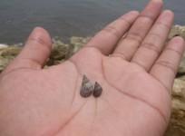 sea snail