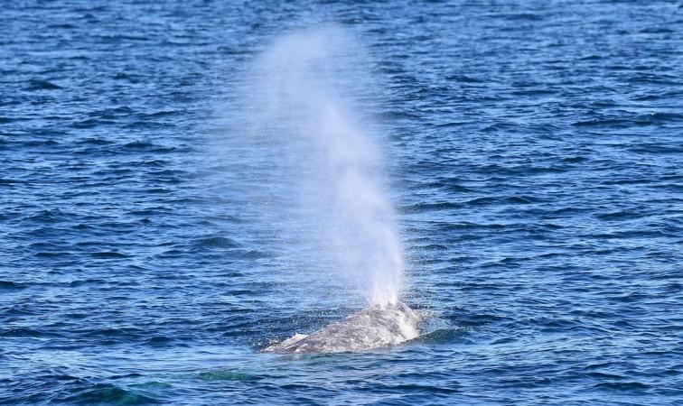 Spouting from the distinct two blowholes atop a Gray Whale can been seen as the mammal rises to the surface while crossing the Pacific Ocean off the southern California coastline on January 12, 2016, as the annual migration of the Gray Whale, which makes one of the longest migration routes of any mammal on earth, is underway. The mammals are making their way back north for the summer in the Pacific Ocean along the western North American coastline Gray whale