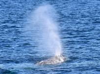 Gray whale