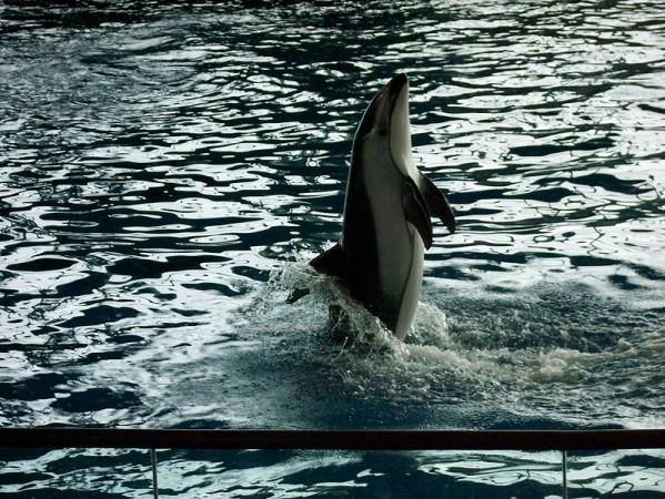 Pacific white-sided dolphin Pacific white-sided dolphin