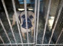 Dog farm in South Korea
