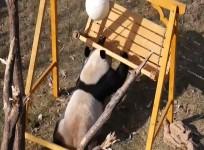Four playful panda cubs entertain Chinese zoo visitors with their antics