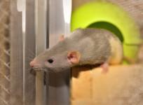 Rat found loitering in a Philippines mall