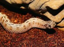 snake