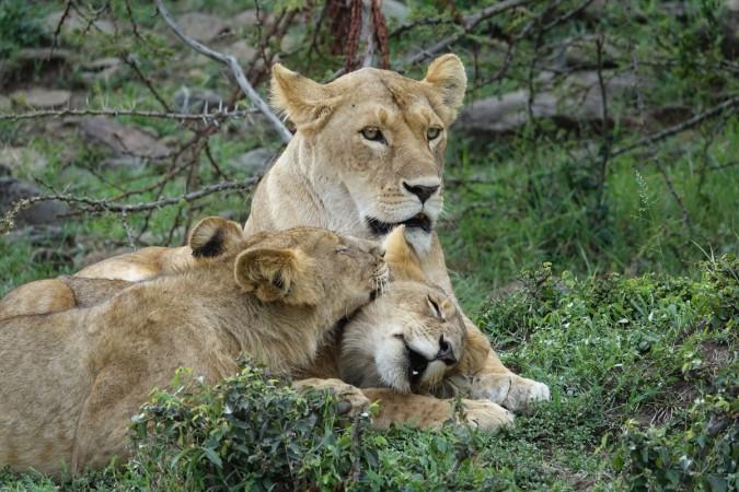 Representational picture Lions