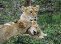 Lions