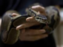 Python
