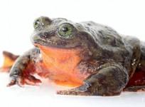 Bolivian water frog,