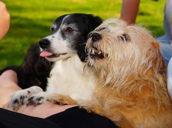Representational image. dogs