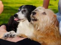 dogs