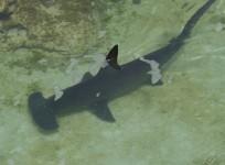 Hammerhead shark