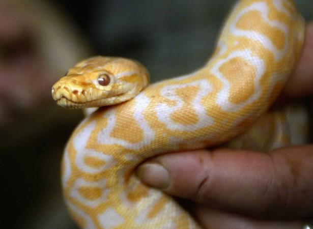 Doctors puzzled as Indian man bites off snake's head and chews it in ...