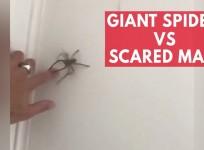 Huge spider defeats scared Australian man in game of Chicken
