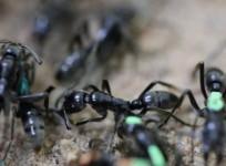 Watch African ants treating comrades injured on battlefield