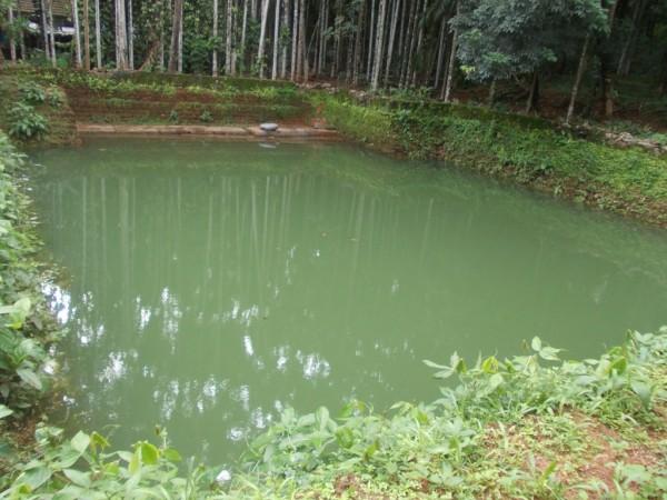 Ali also gave the temple committee a pond (Representational Image) Kerala pond