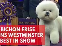 Flynn the bichon frise wins best in show at Westminster