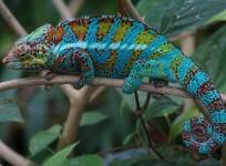 Chameleon