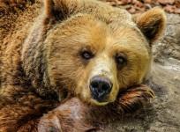 bear