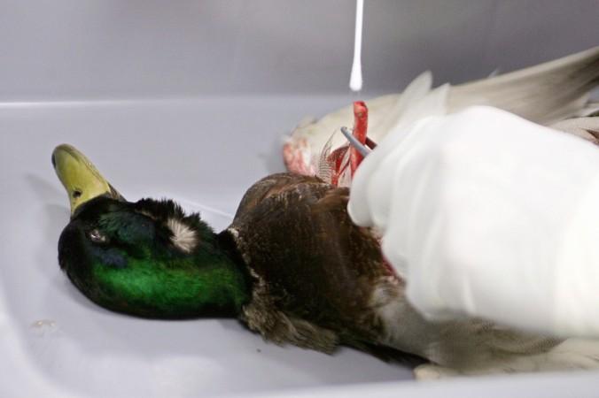 Duck dies after getting tangled in litter- Representational Picture Duck dies after getting tangled in litter