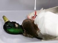 Duck dies after getting tangled in litter