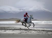 horse