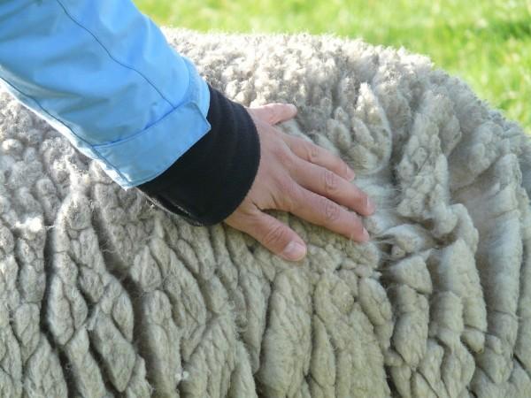 Representational Image sheep