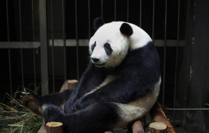 This picture taken on July 17, 2014, shows giant panda Ai Hin sitting in its enclosure at the Chengdu Giant Panda Breeding Research Centre in Chengdu, in southwest China's Sichuan province. Hopes that tiny panda paws would be seen in the world's first live-broadcast cub delivery were dashed on August 26, 2014 when Chinese experts suggested the 'mother' may have been focusing more on extra bun rations than giving birth. Ai Hin