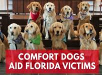 Comfort dogs flock to Florida to offer support to victims of Parkland High School shooting
