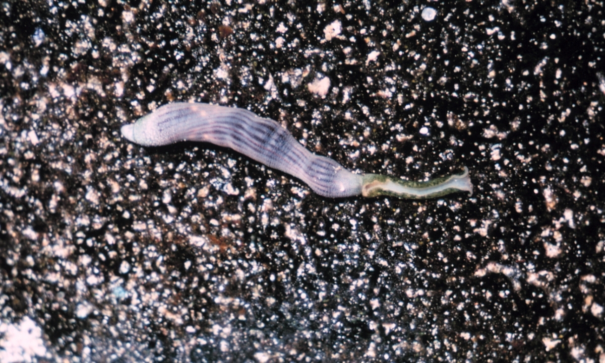 Devil of the deep: This alien-looking green sea worm which uses