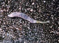 Spoon worm