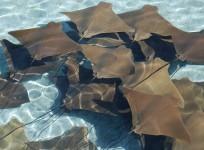 Manta rays