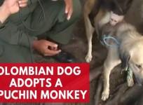 A Colombian dog adopts Capuchin monkey in unlikely friendship
