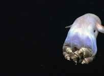 Dumbo octopus