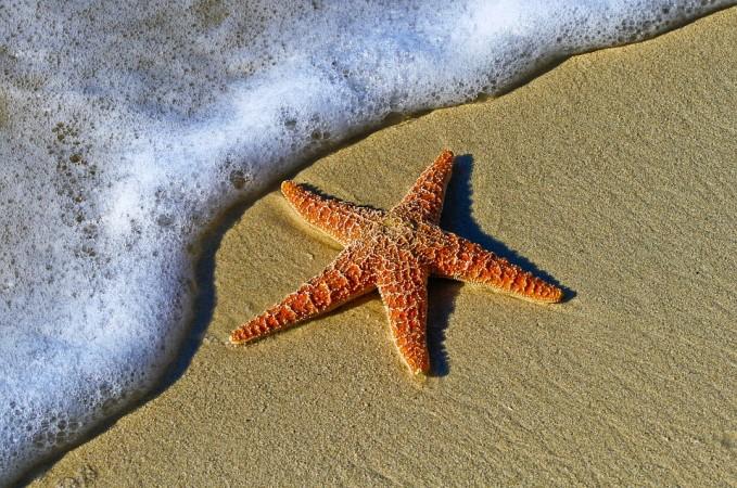 Researchers find acute levels of carbon dioxide 'dissolve' starfish and other sea creatures. starfish