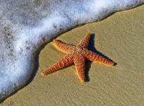 starfish