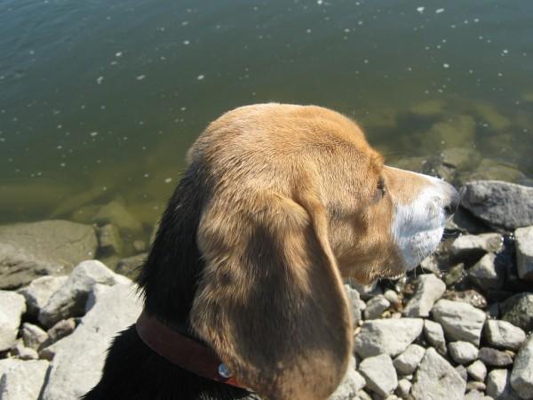 Man dies while trying to save pet dog