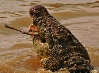 Crocodile attack