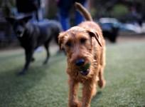 Dogs playing in parks