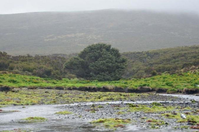The loneliest tree in the world bears sign of new geological age. The loneliest tree in the world bears sign of new geological age