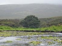 The loneliest tree in the world bears sign of new geological age