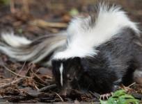 A skunk
