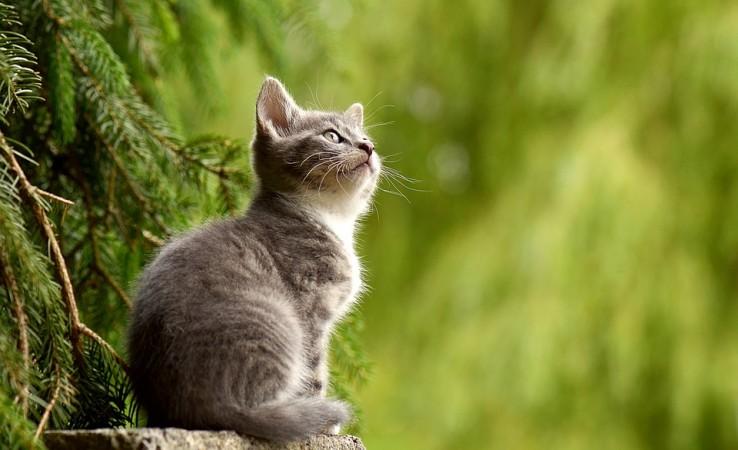 Representational image Chimera cats