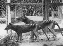 Tasmanian tigers