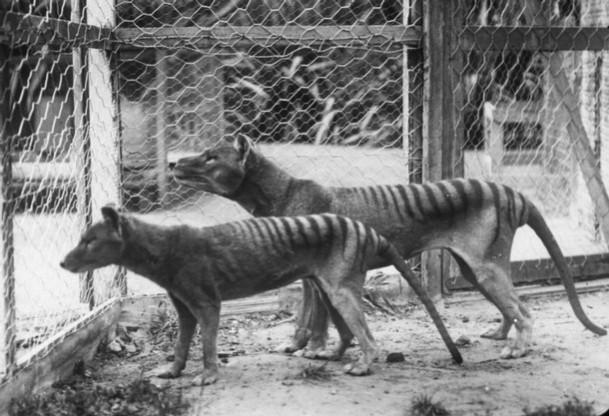 Tasmanian tigers Tasmanian tigers